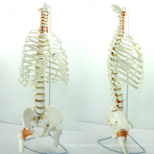 SPINE07 (12380) Medical Science Life-Size Sternum com Fumer para Medical School Education